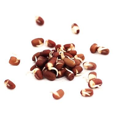 Aduki Beans - Sprouting Instructions