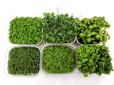 Try Microgreens